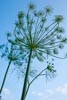 Bleame und Greazeig