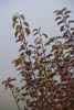 Bleame und Greazeig