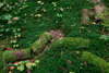 Eiberg mit Schwammerl