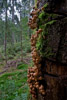 Eiberg mit Schwammerl