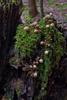 Eiberg mit Schwammerl