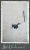 Historisch 4 Fotos v. Gast Max